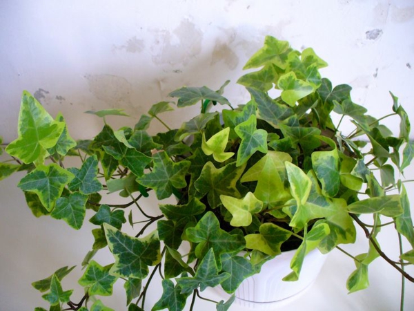 най-популярните зелени растения засадени растения hedera спирала бръшлян
