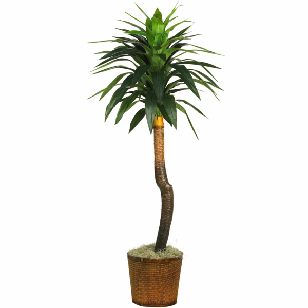 la mayoría de las especies populares de plantas de interior en maceta facilitan la palmicilie de la palma de la yuca