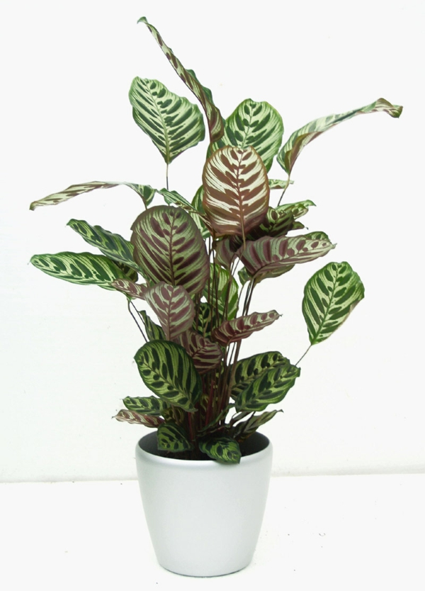 plantas de interior más populares calathea zebrina cesta marante
