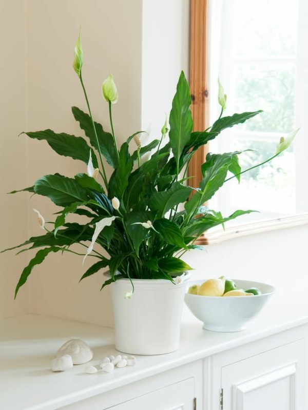最受欢迎的室内植物单叶室内开花植物