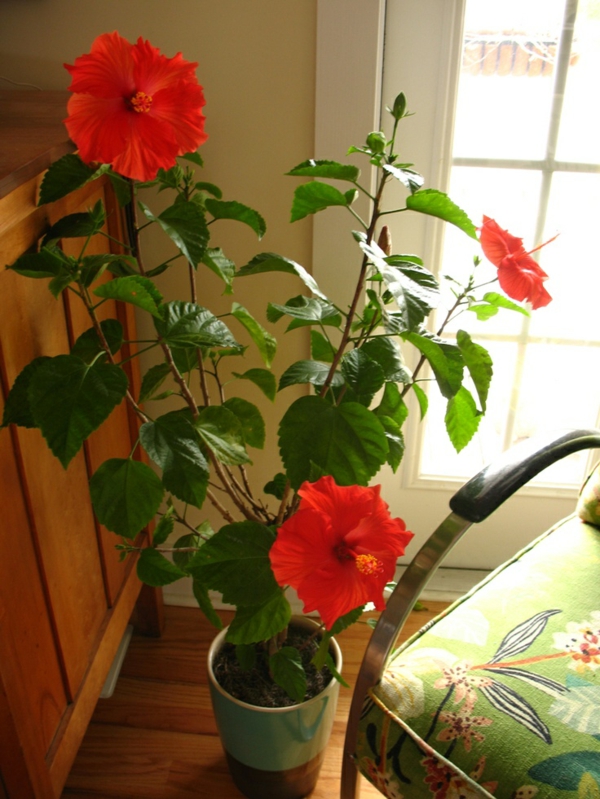 צמחים הפופולריים ביותר בתוך הבית צמחים פורחים היביסקוס אדום