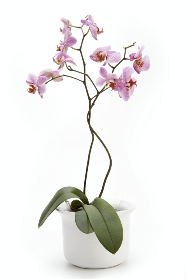 las plantas de interior más populares florecen la orquídea de pote