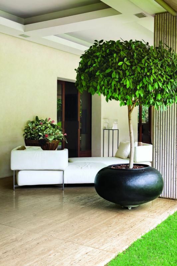 桦树面临最流行的室内植物榕benjamina