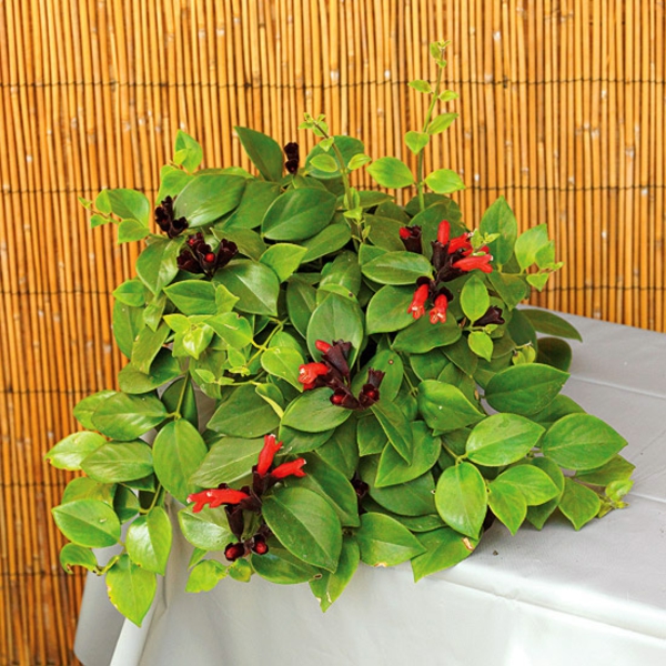floraison plantes d'intérieur aeschynanthus radicans plante de rouge à lèvres plante en pot