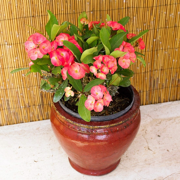 plantes d'intérieur à fleurs euphorbe milii en pot wolfgrass plante en pot
