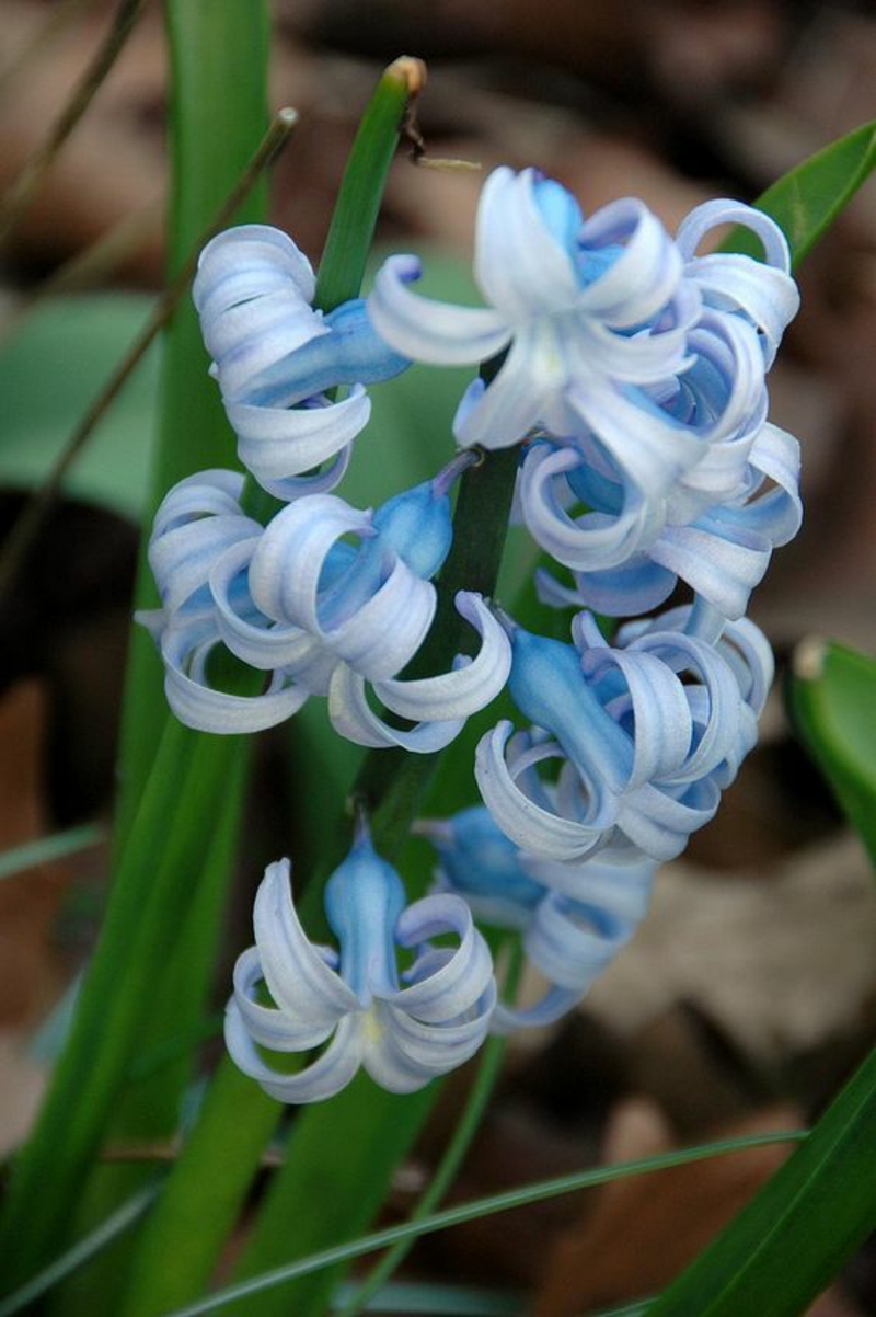 蓝色花园风信子Hyacinthus orientalis美丽的春天花图片