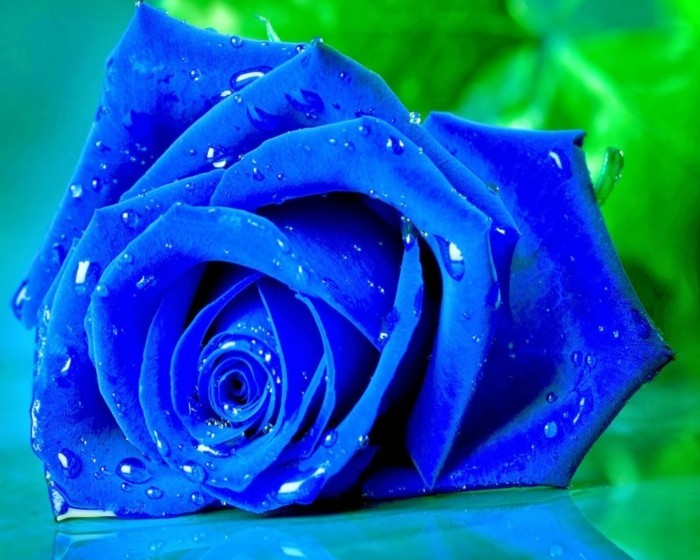 الورود الزرقاء الألوان