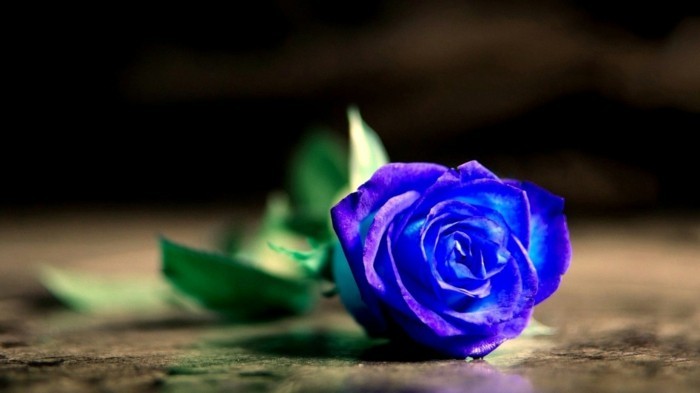 ורדים כחולים עלה צבע מראה