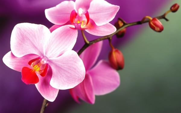 gėlės reiškia orchidėjų elegancijos simboliką