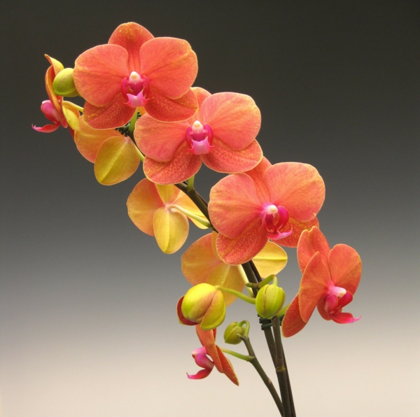 flori însemnând plante orhidee de grădină