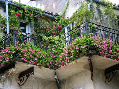 פרחים פרח הרעיון המקורי טריים מרפסת צל נעים