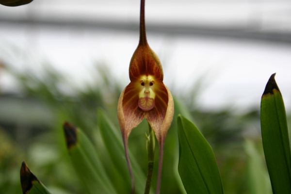 blomster orkideer ape orkidé planter