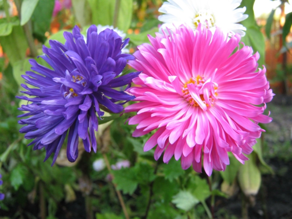 gėlės simbolika asters violetinė rožinė sėkmė