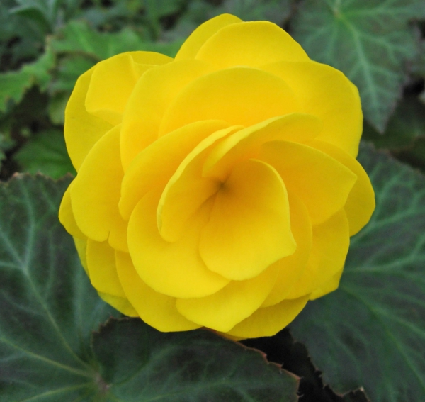 gėlės simbolika begonija ilgaamžiškumas geltona