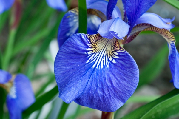 איריס פרח כחול גן צמחים