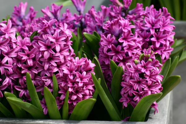 gėlių simbolika hiacintų purpurinės gražios deko idėjos