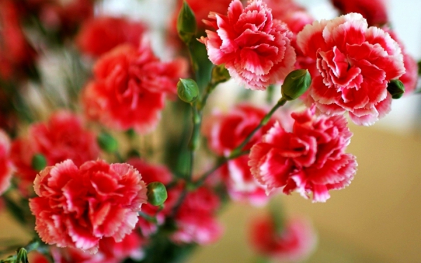 פרחים סמלי ציפורן אדום הצמח
