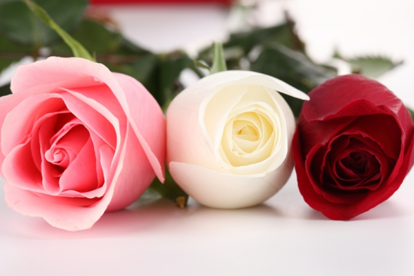 gėlės simbolika rožės spalvos reikšmė