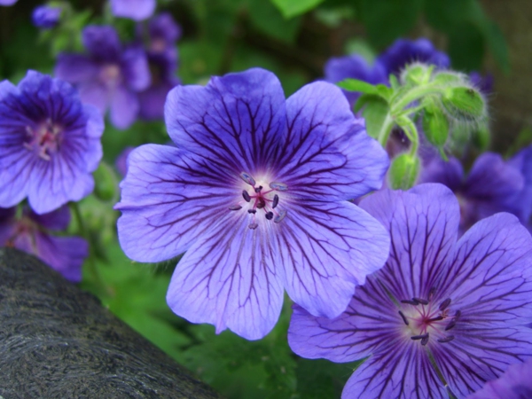 gėlės simbolika storkbills violetinės gražios deko idėjos
