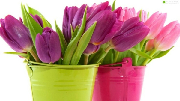 blomster arrangere bord dekorasjon ideer med tulipaner bøtte