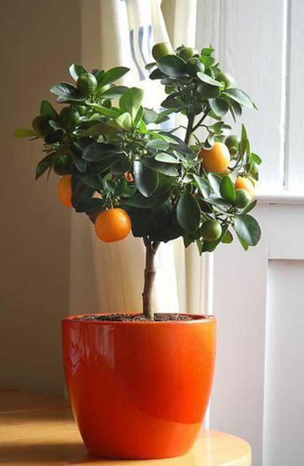 blomsterkasse plante orange glans