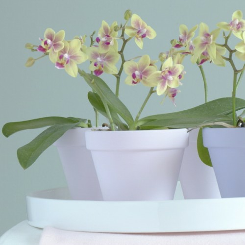 цветни праскови ярки пресни орхидеи зелени листа декорация