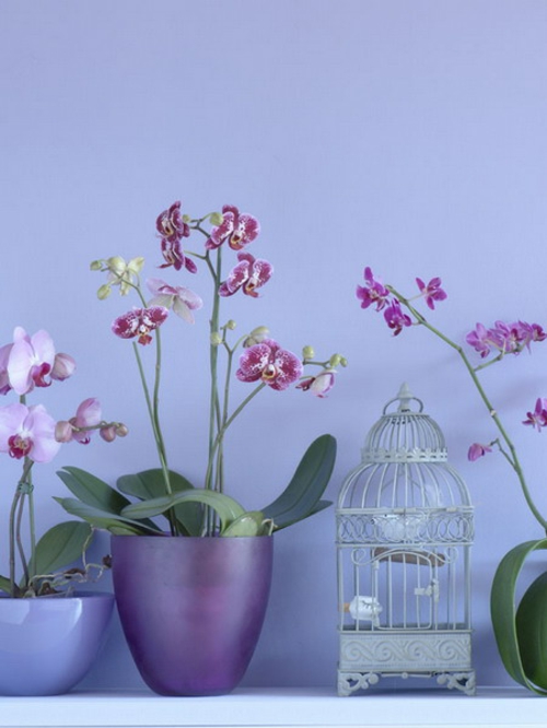 orchideeën decoratie ideeën paarse kleuren bloempot vogelkooi