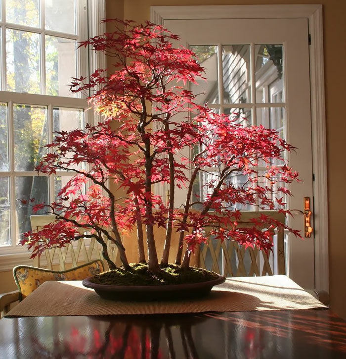 bonsai trær lønn rød blader bord dekorasjon