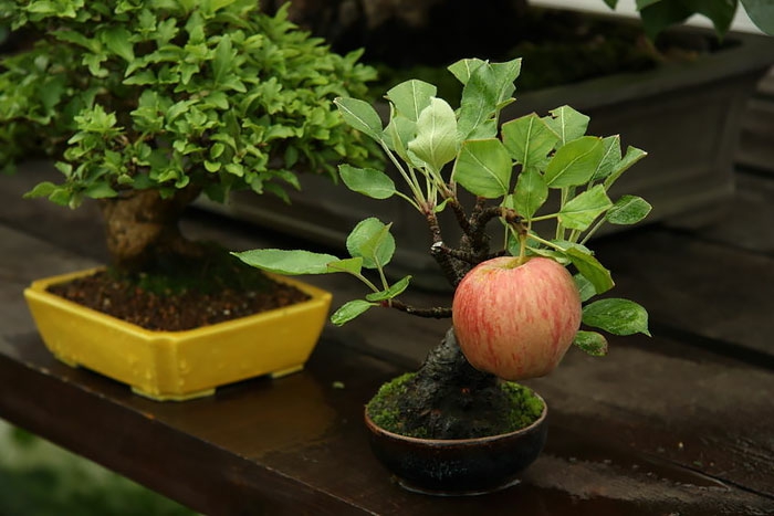 bonsai trees apple tree fruit china flower pots