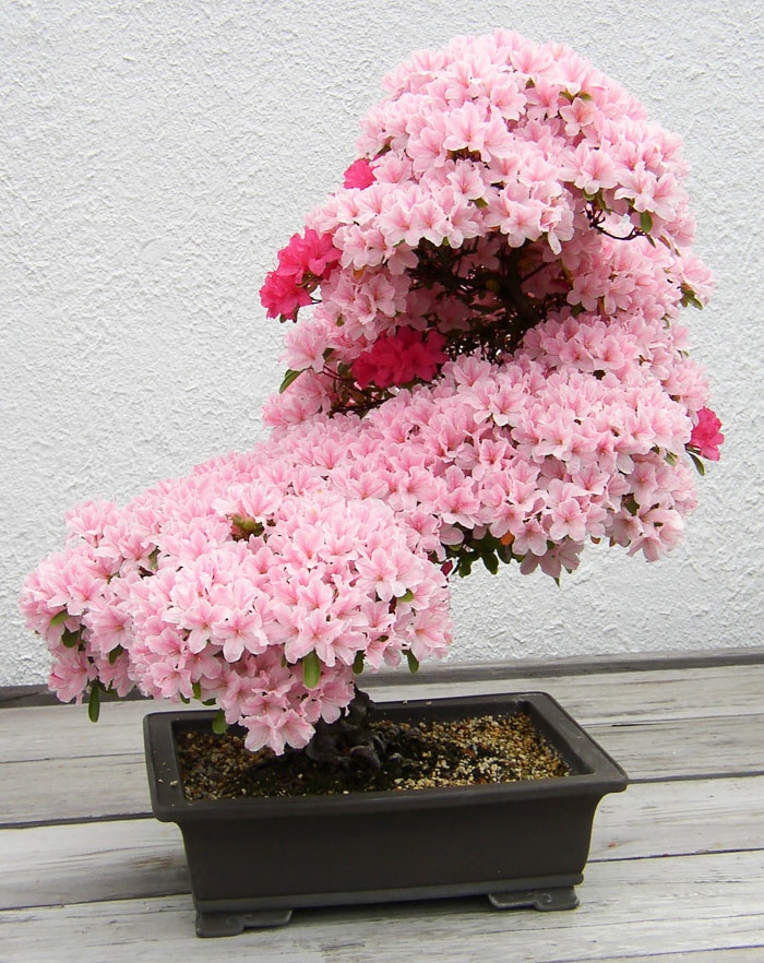 bonsai medžiai azalea gėlės rožinės spalvos