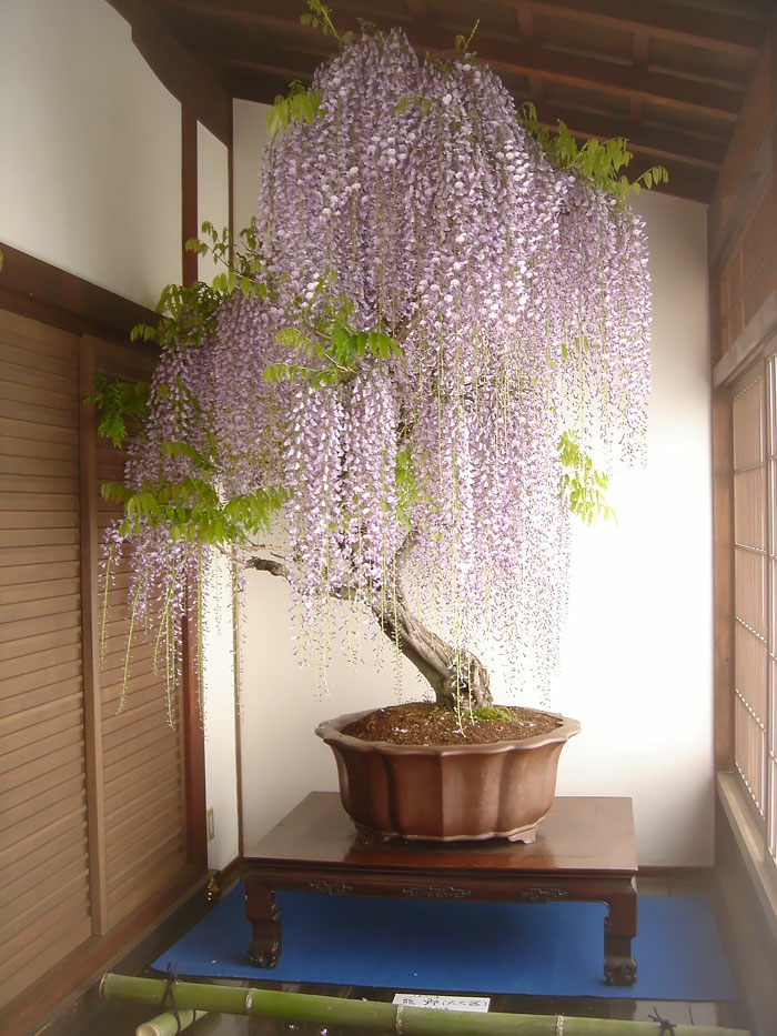 бонсай дървета wisteria бамбук щори прозорец