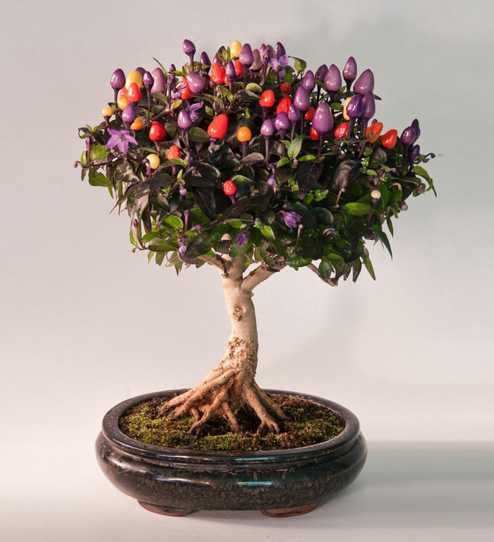 bonsai trær chili tre mini runde blomster potten keramikk