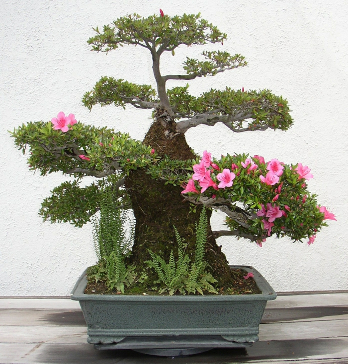bonsaï arbres fleurs exotiques azalées fougères planches en céramique