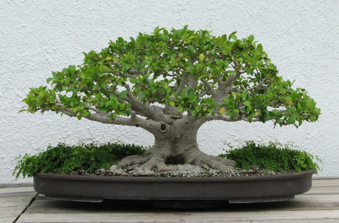 bonsai trær liten treplantebeholder