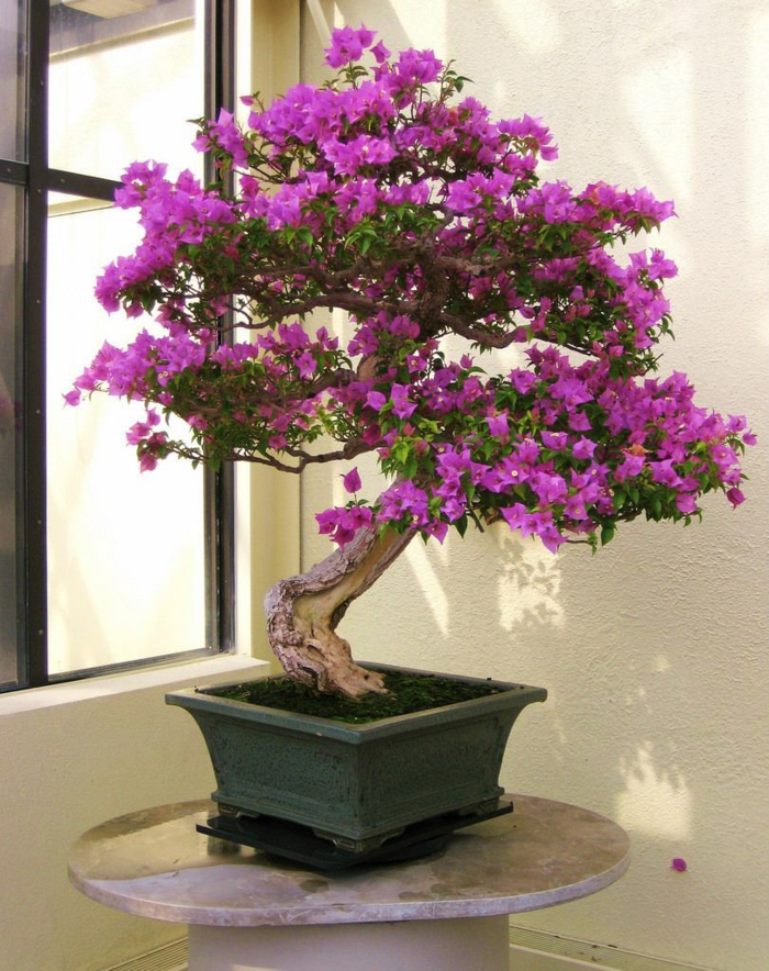 bonsai medis mini medis violetinės gėlės egzotika