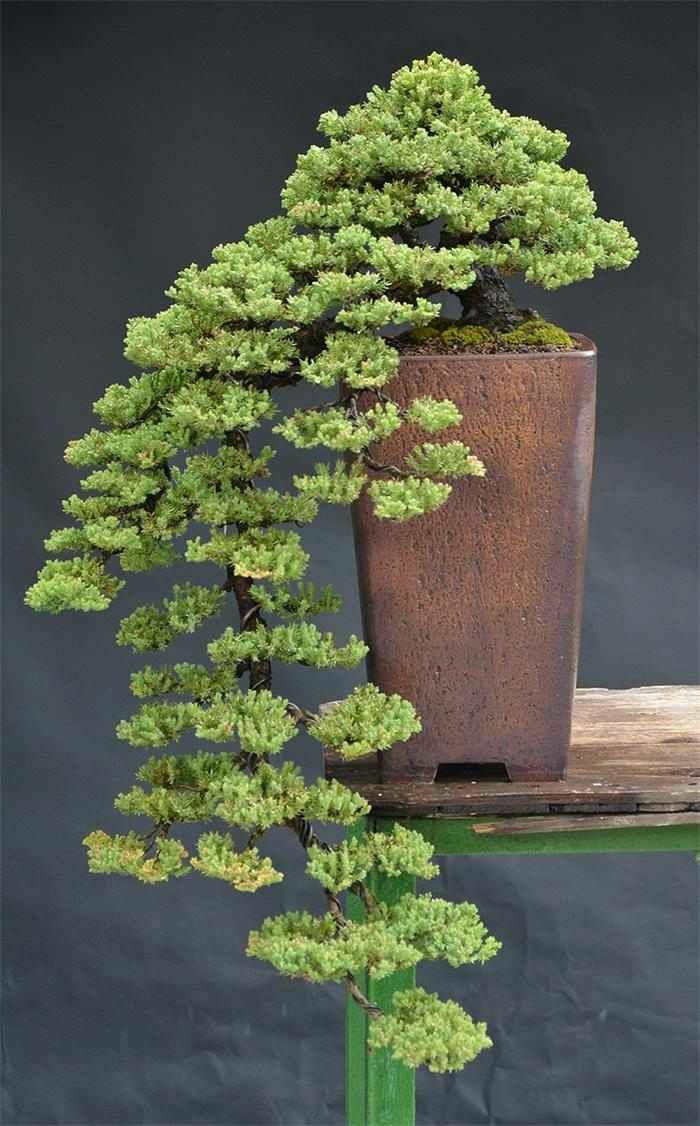 bonsai trees mini conifer pottery planter