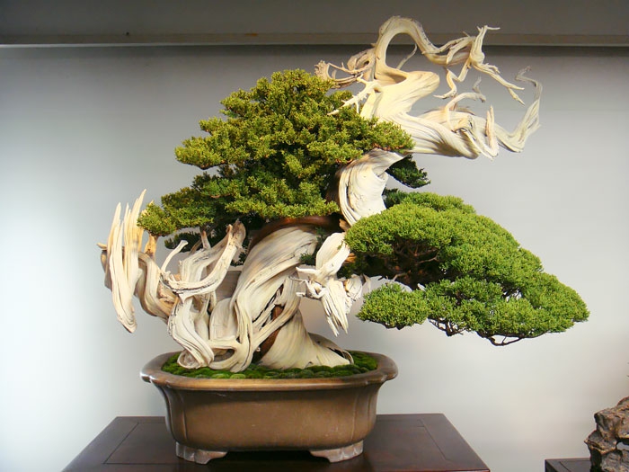 bonsai tree conifers pine china table decoration