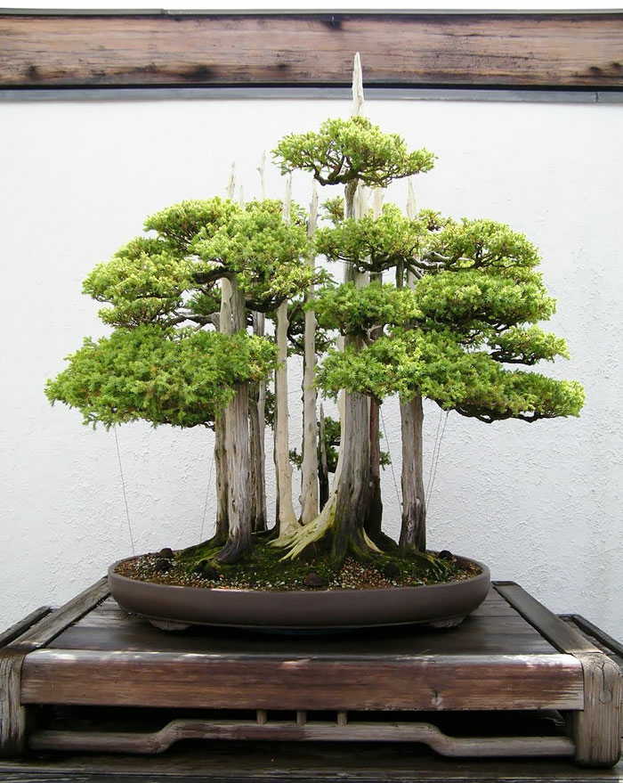 bonsai tree conifers mini forest round ceramic flower pot