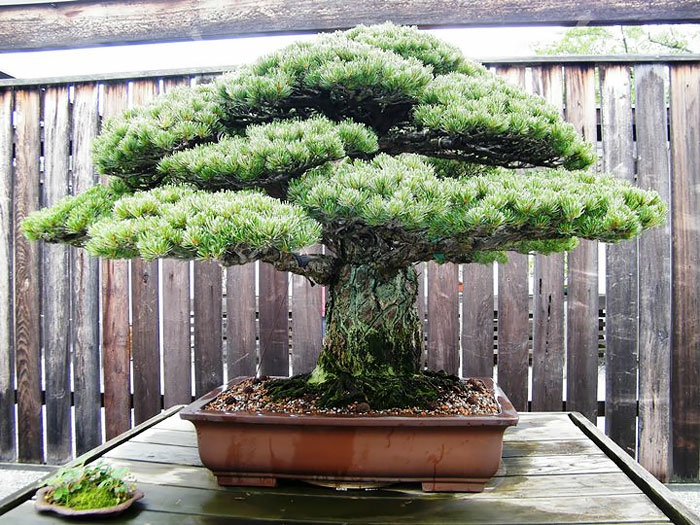 bonsai trees conifer hiroshima