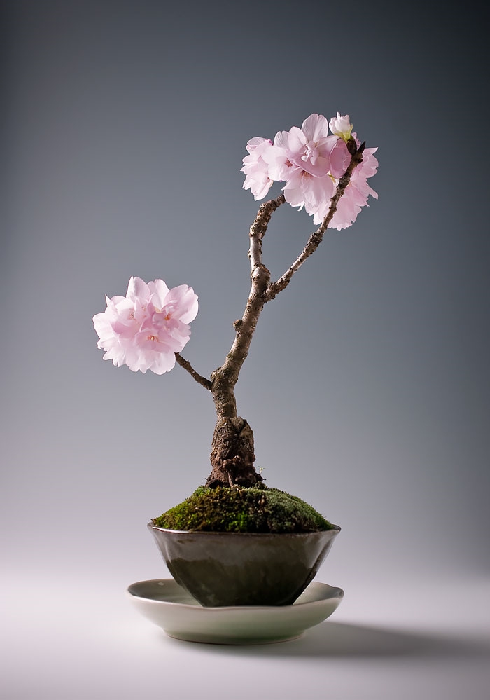 bonsaï arbres sakura cerisier mini fleurs roses