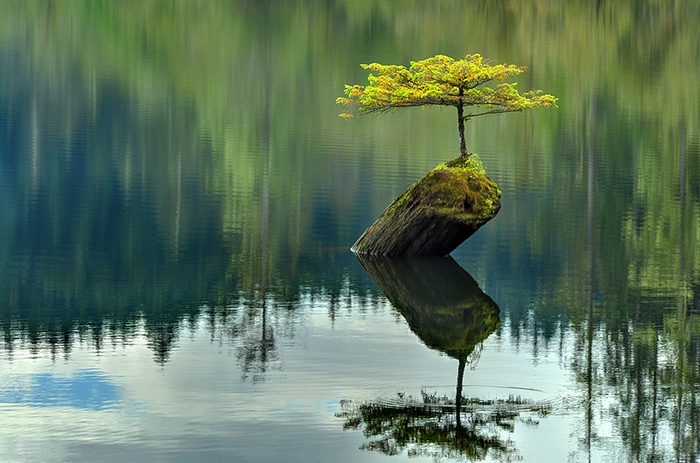 bonsai medis ežero kalnai spygliuočių