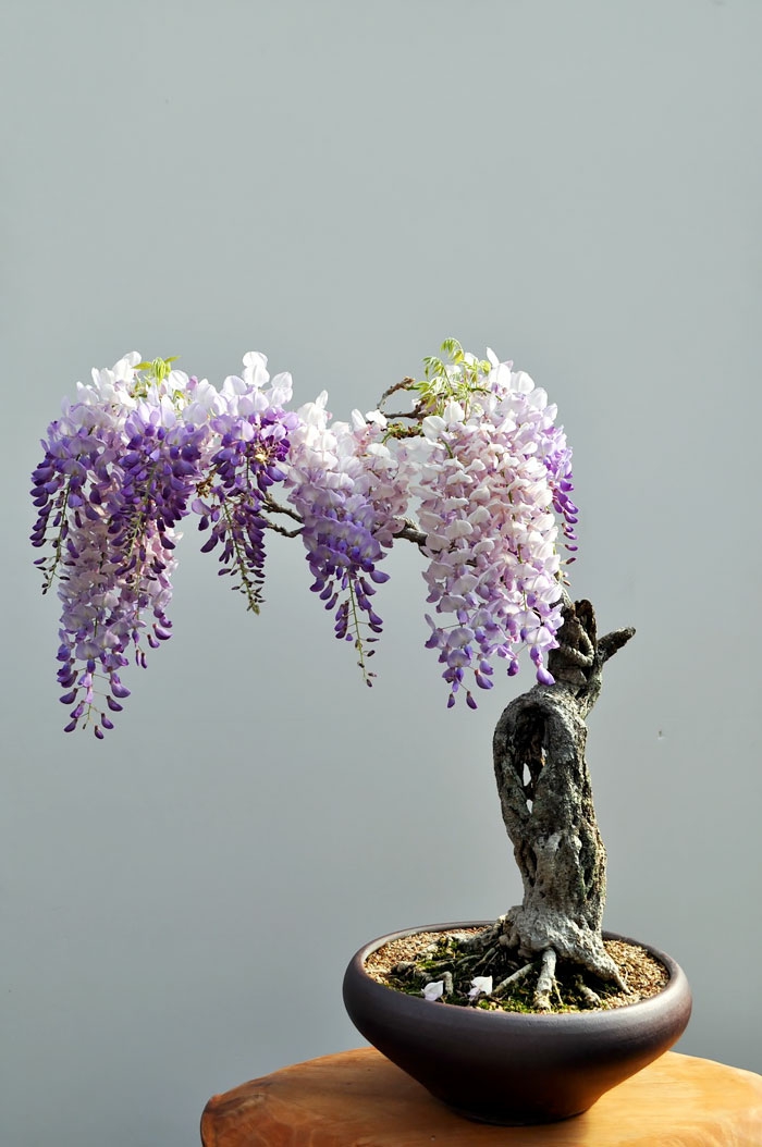 bonsai medžiai wisteria wisteria mini medis