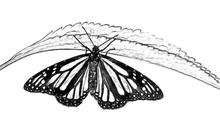 σχεδιάστε δροσερά σχέδια μαθαίνετε άσκηση πεταλούδα ΝΕΑ