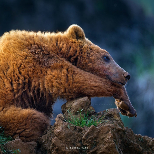 grandes fotos fotografía animales salvajes oso