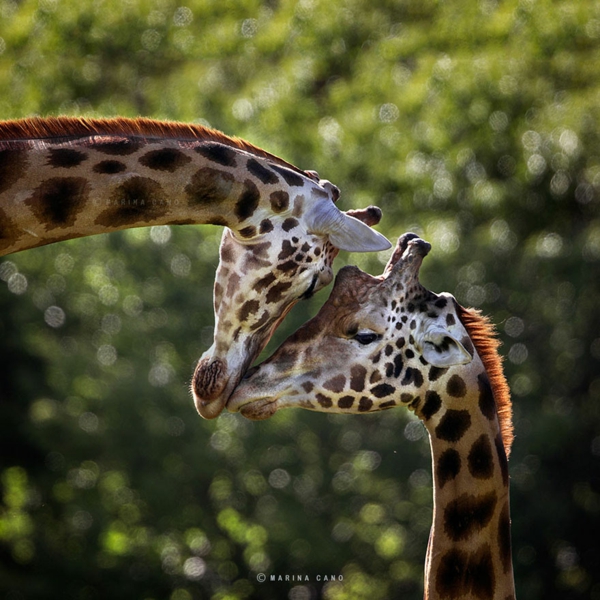 loistavia valokuvia valokuvaus-taide-kirahvit