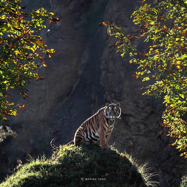 fotos frescas fotografía fauna tigre