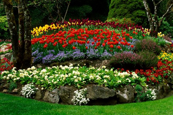 Cool градина дизайн цветни лехи създават градина лалета