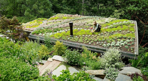 градина на покрива сукуленти градински растения градинарски плочи естествен камък