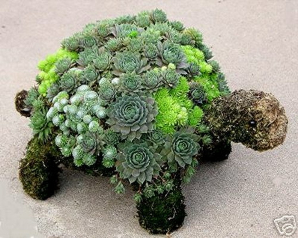 idées de décoration pour la pierre de tortue de jardin