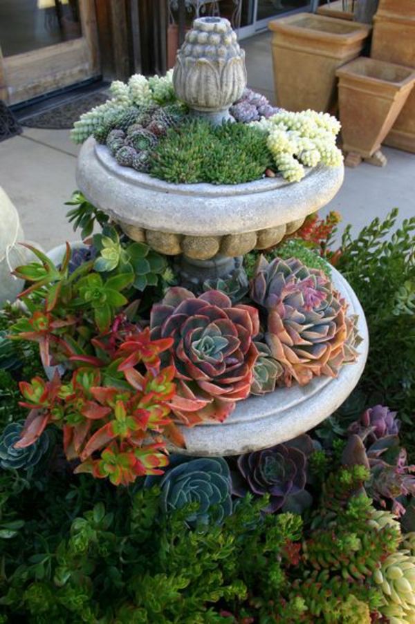 Idée de décoration pour la fontaine de jardin Plante succulente